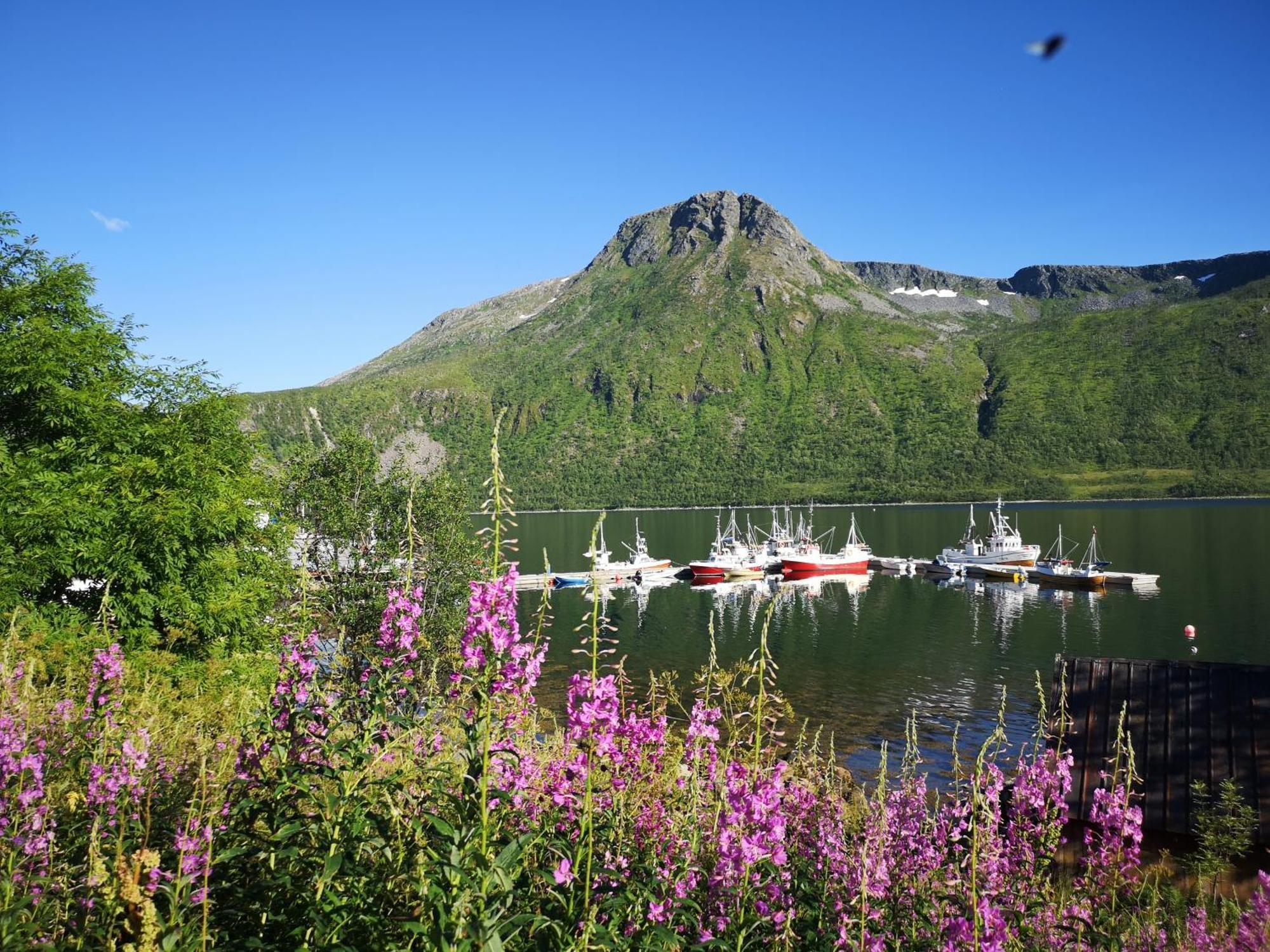 Ferrytale, Cozy, Spacious House On Senja Gryllefjord Extérieur photo